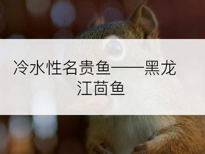 冷水性名贵鱼――黑龙江茴鱼