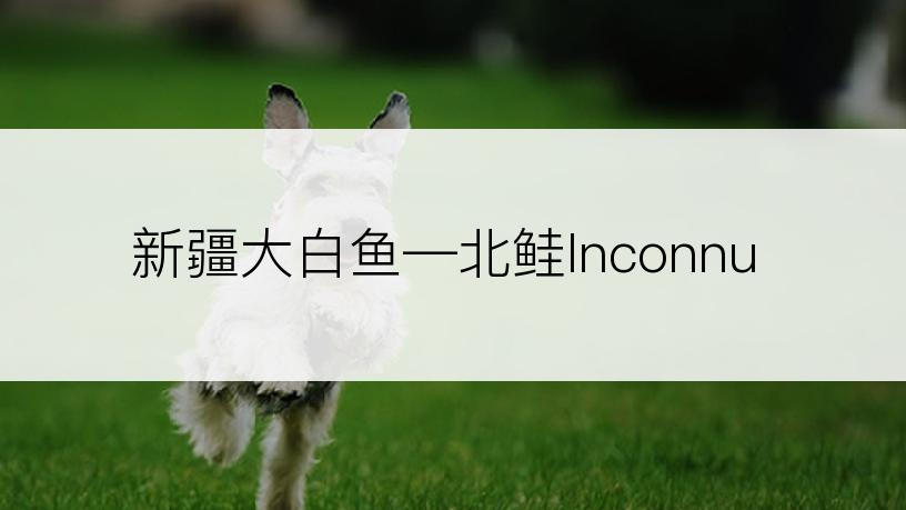 新疆大白鱼―北鲑Inconnu