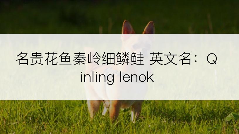 名贵花鱼秦岭细鳞鲑 英文名：Qinling lenok
