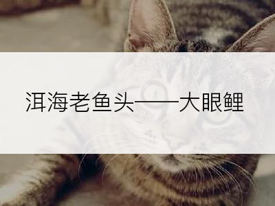 洱海老鱼头――大眼鲤