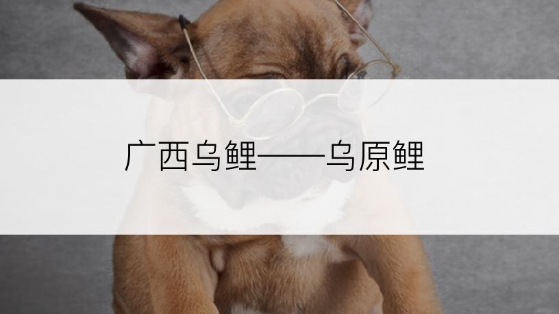 广西乌鲤――乌原鲤