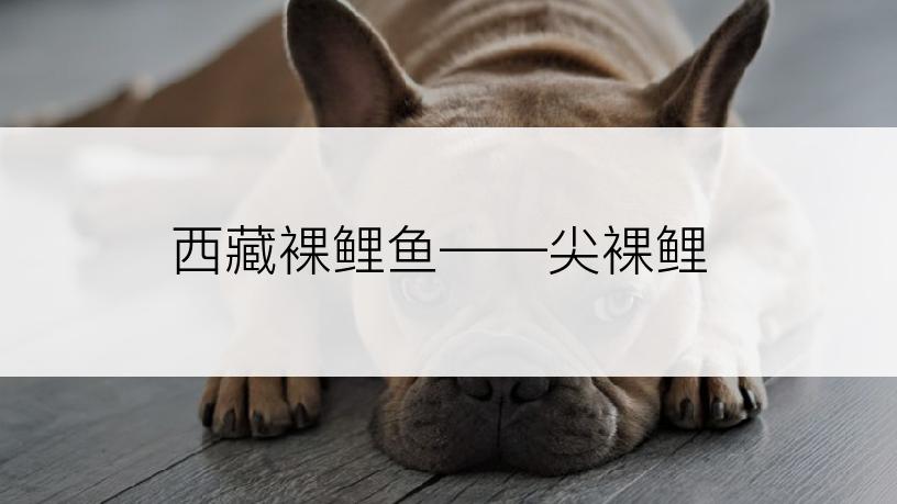 西藏裸鲤鱼――尖裸鲤