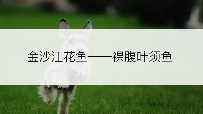 金沙江花鱼――裸腹叶须鱼