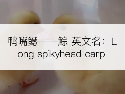 鸭嘴鳡――鯮 英文名：Long spikyhead carp