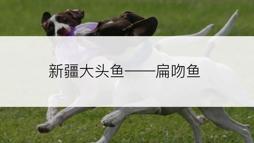 新疆大头鱼――扁吻鱼