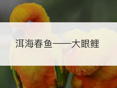 洱海春鱼――大眼鲤