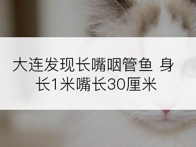 大连发现长嘴咽管鱼 身长1米嘴长30厘米