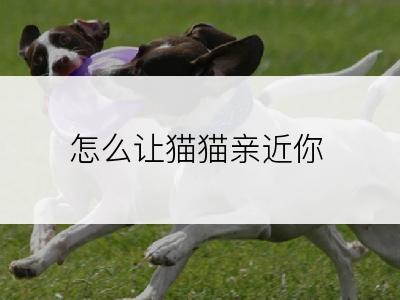 怎么让猫猫亲近你