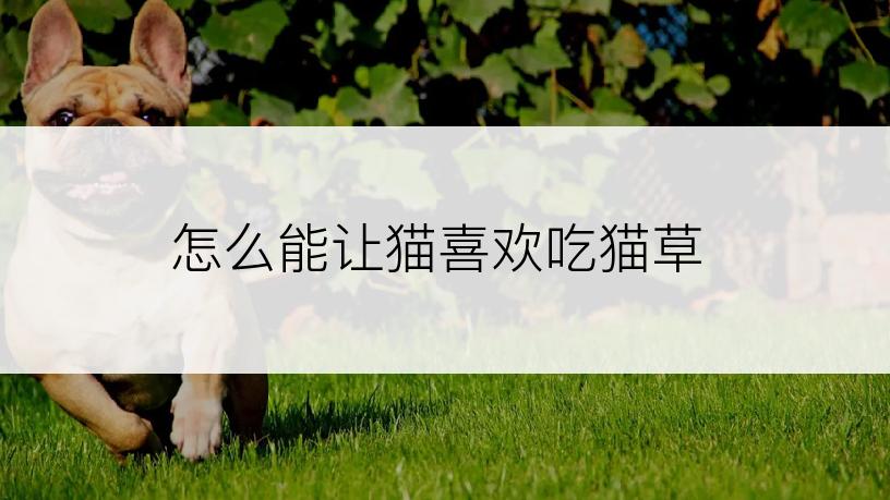 怎么能让猫喜欢吃猫草