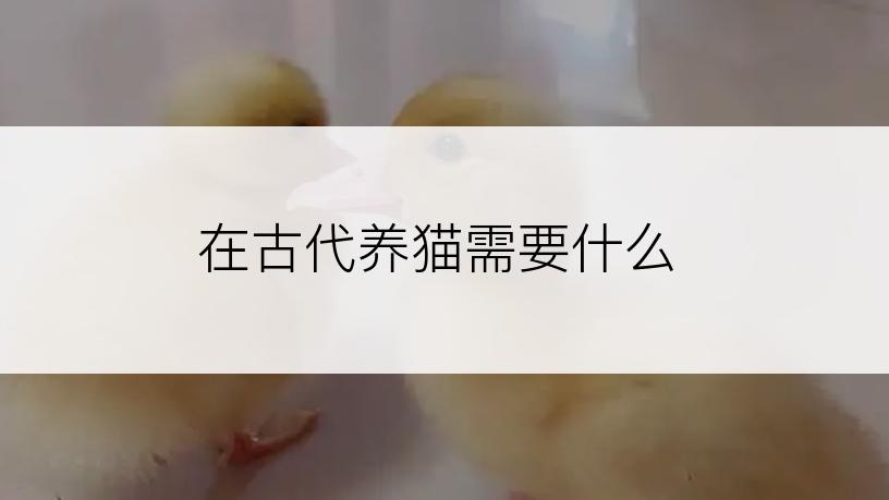 在古代养猫需要什么