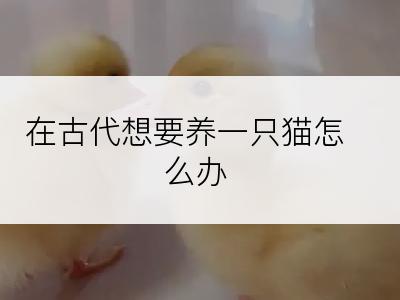 在古代想要养一只猫怎么办