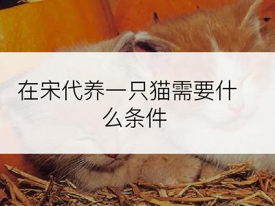 在宋代养一只猫需要什么条件