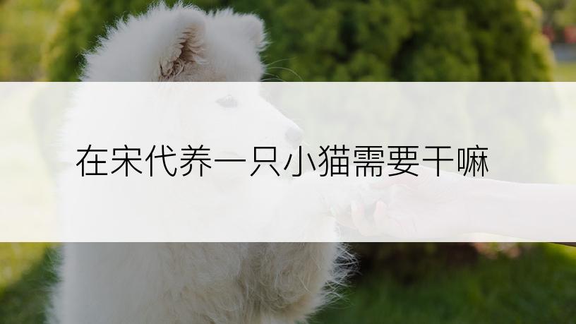 在宋代养一只小猫需要干嘛