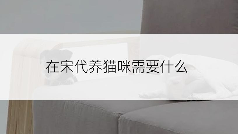 在宋代养猫咪需要什么