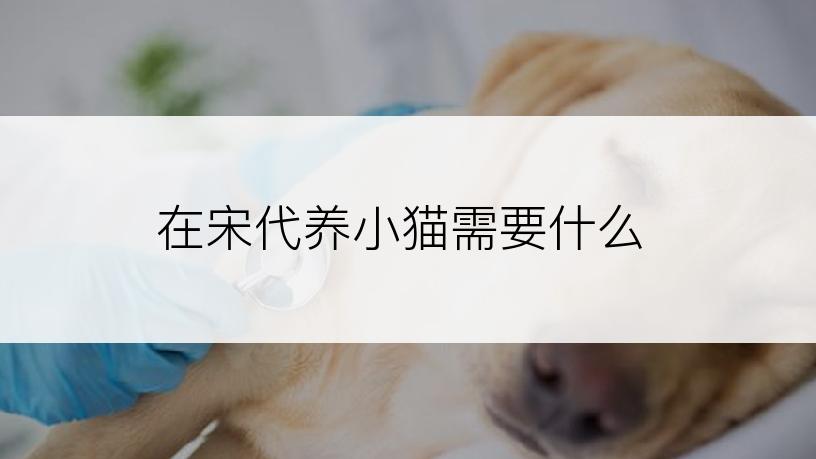 在宋代养小猫需要什么