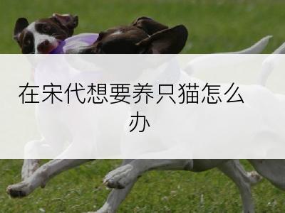 在宋代想要养只猫怎么办