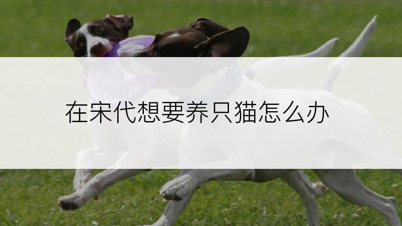 在宋代想要养只猫怎么办