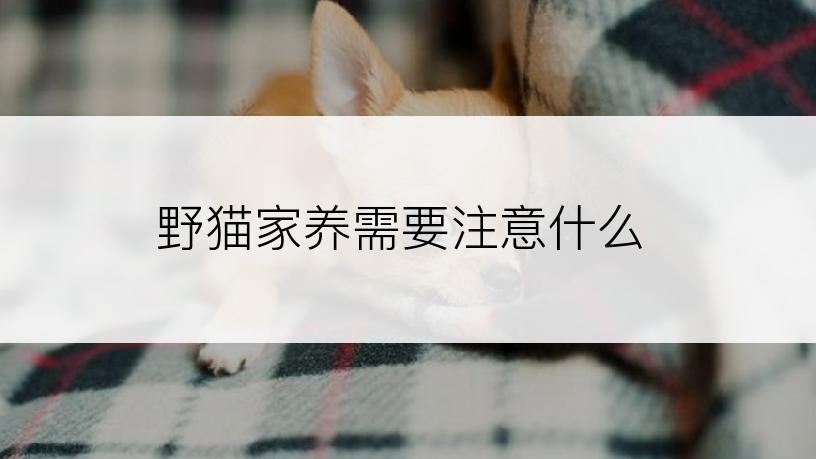 野猫家养需要注意什么