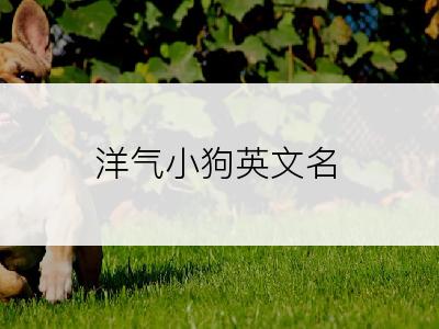 洋气小狗英文名