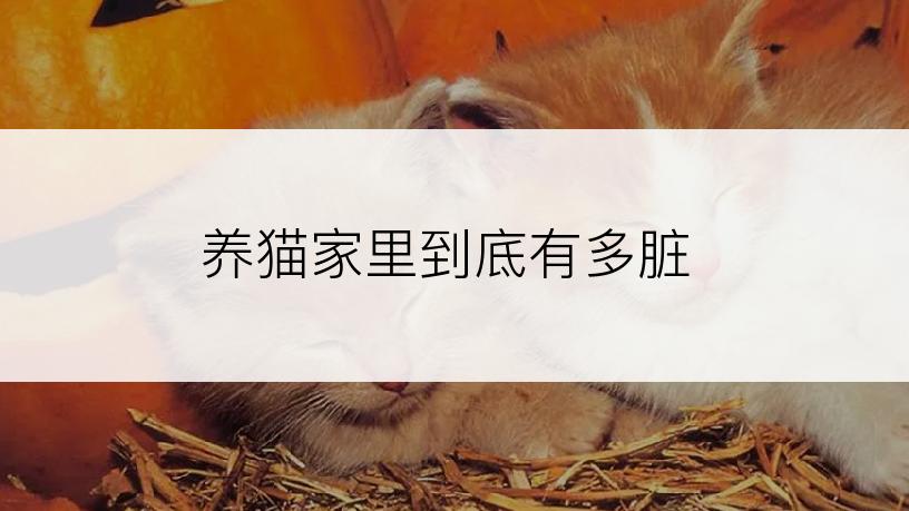 养猫家里到底有多脏