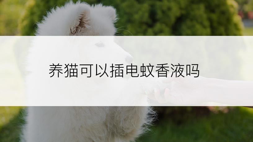 养猫可以插电蚊香液吗