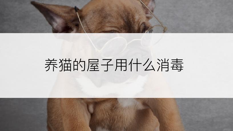 养猫的屋子用什么消毒