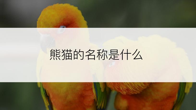 熊猫的名称是什么