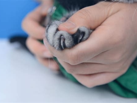 小奶猫十几天能剪指甲吗