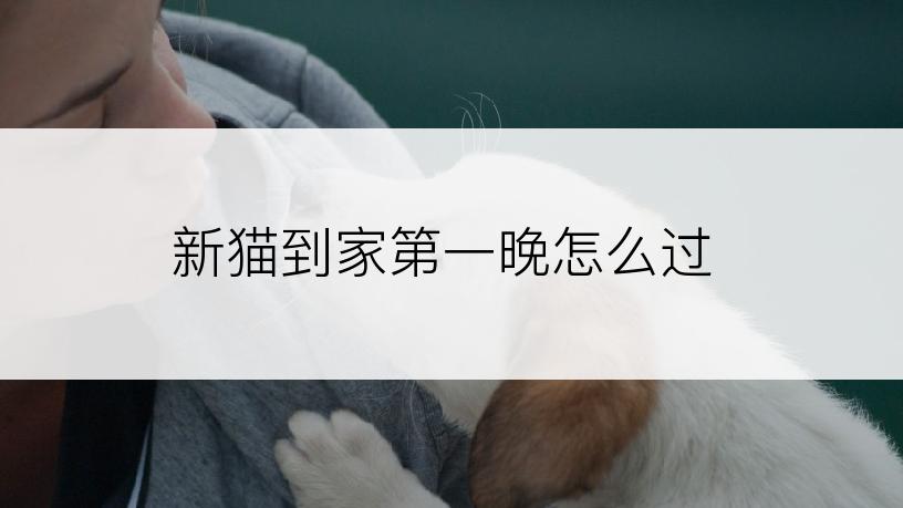 新猫到家第一晚怎么过