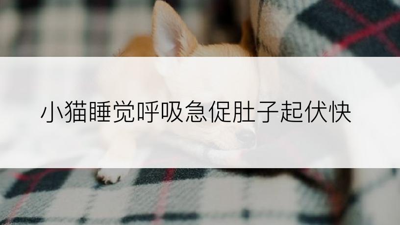 小猫睡觉呼吸急促肚子起伏快