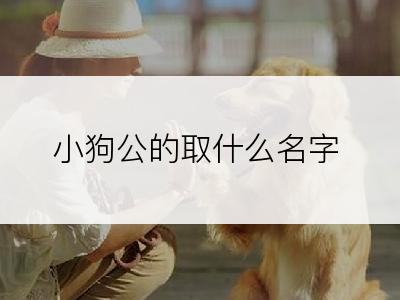 小狗公的取什么名字