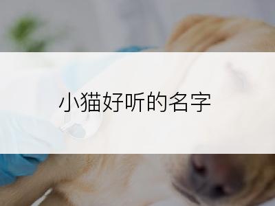 小猫好听的名字