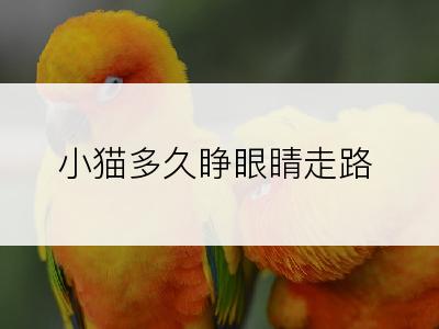 小猫多久睁眼睛走路