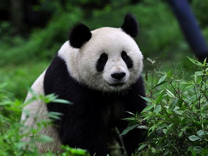 我国大熊猫的饲养方法