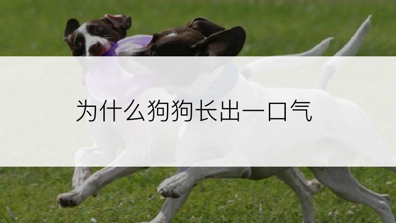 为什么狗狗长出一口气