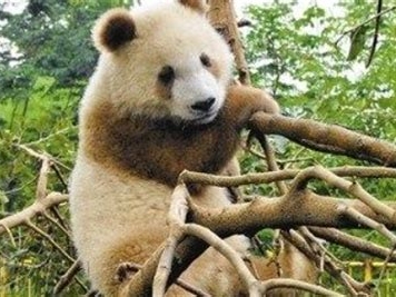 唯一棕色大熊猫叫什么