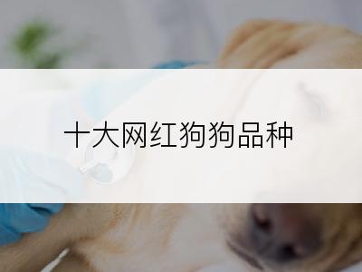 十大网红狗狗品种