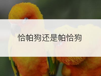 恰帕狗还是帕恰狗