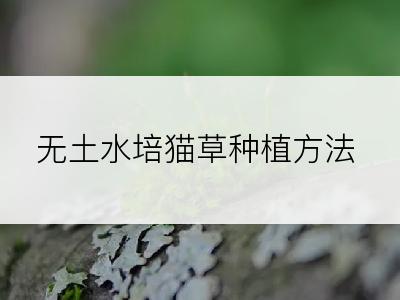 无土水培猫草种植方法