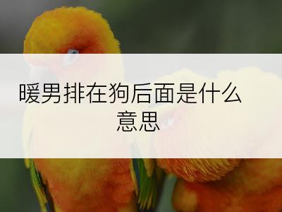 暖男排在狗后面是什么意思