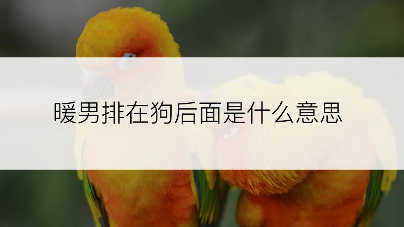 暖男排在狗后面是什么意思