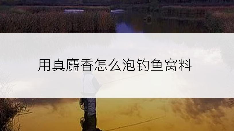用真麝香怎么泡钓鱼窝料