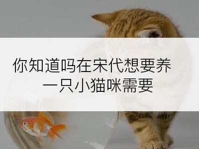 你知道吗在宋代想要养一只小猫咪需要