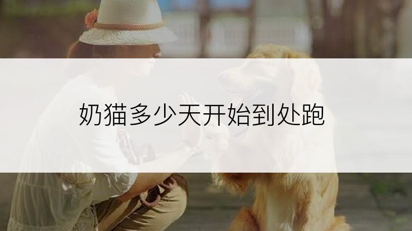 奶猫多少天开始到处跑