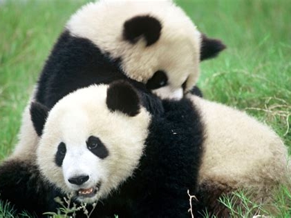 目前大熊猫的现状