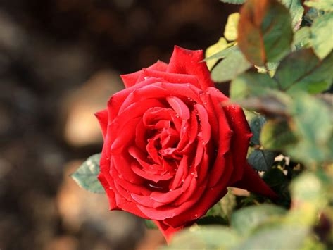 19朵红玫瑰花的寓意和象征