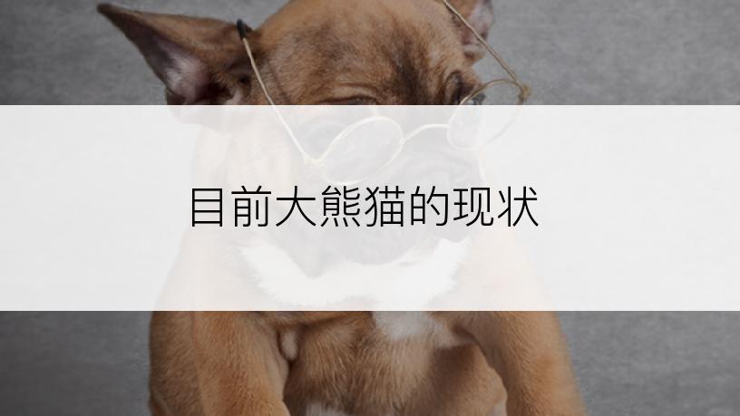 目前大熊猫的现状