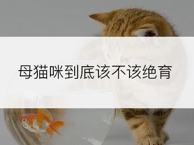 母猫咪到底该不该绝育