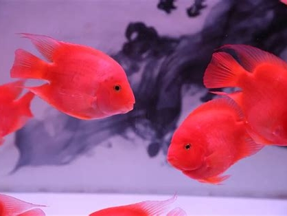 金鱼死亡的前兆