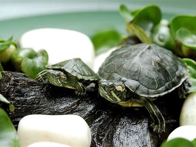 乌龟怎么繁殖后代